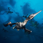 Flying in the Depths -  - Photo - Brocq Maxey - 1