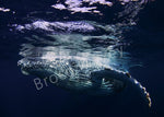 Gentle Giant - Metal - Large (43 5/16" x 30 45/64") - Photo - Brocq Maxey - 2